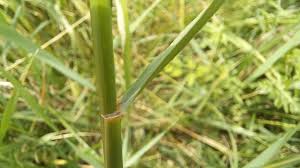 Attēlu rezultāti vaicājumam “Elytrigia repens subsp. arenosa”