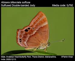 Attēlu rezultāti vaicājumam “Riodinidae”
