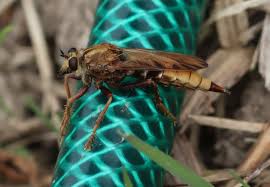 Attēlu rezultāti vaicājumam “Asilus crabroniformis”