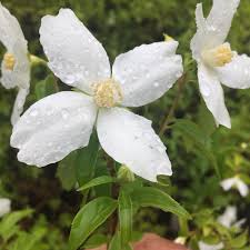 Attēlu rezultāti vaicājumam “Philadelphus lemoinei flower”