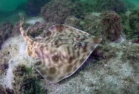 Image result for Styracura pacifica