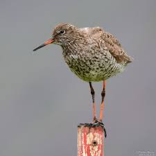 Attēlu rezultāti vaicājumam “Tringa totanus adult”