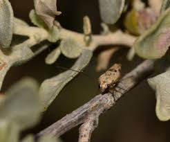 Attēlu rezultāti vaicājumam “Scythris limbella”
