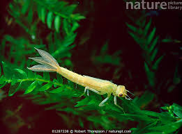 Attēlu rezultāti vaicājumam “Ischnura pumilio”