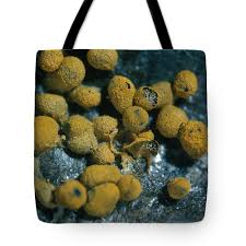 Attēlu rezultāti vaicājumam “Badhamia nitens macro”