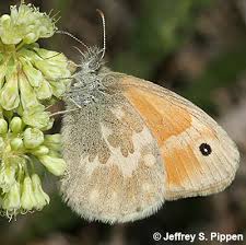 Attēlu rezultāti vaicājumam “Coenonympha tullia”