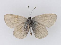 Attēlu rezultāti vaicājumam “Cupido minimus underside”