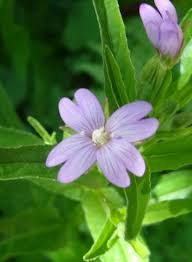 Attēlu rezultāti vaicājumam “Epilobium roseum”