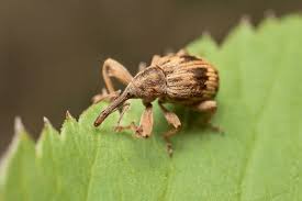 Attēlu rezultāti vaicājumam “Curculio venosus”