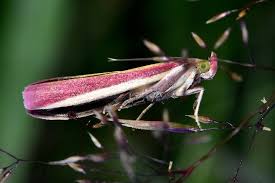 Attēlu rezultāti vaicājumam “Oncocera semirubella”