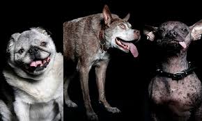 Image result for ugliest dog