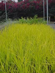 Attēlu rezultāti vaicājumam “Carex elata flower”