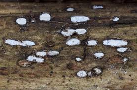 Attēlu rezultāti vaicājumam “Propolis farinosa”