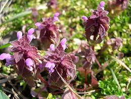 Attēlu rezultāti vaicājumam “Lamium purpureum leaf”