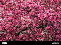 Attēlu rezultāti vaicājumam “Malus purpurea”