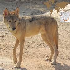 Image result for canis lupus arabs