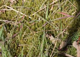 Attēlu rezultāti vaicājumam “Rhytidiadelphus squarrosus”