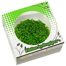 Attēlu rezultāti vaicājumam “Elatine hydropiper leaf”