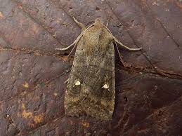 Attēlu rezultāti vaicājumam “Eupsilia transversa”