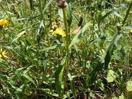 Attēlu rezultāti vaicājumam “Hieracium umbellatum bud”