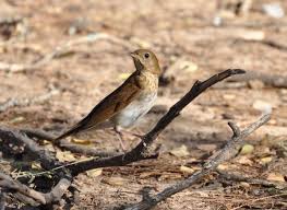 Image result for Catharus fuscescens