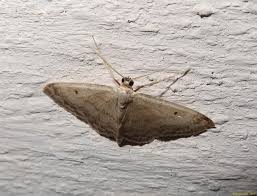 Attēlu rezultāti vaicājumam “Idaea biselata”