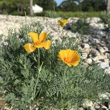 Attēlu rezultāti vaicājumam “Eschscholzia californica leaf”