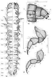 Attēlu rezultāti vaicājumam “Diaperis boleti imago”