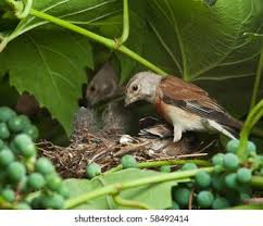 Attēlu rezultāti vaicājumam “Muscicapa striata nest”
