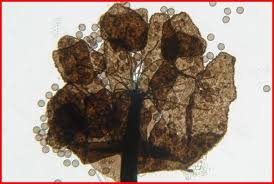 Attēlu rezultāti vaicājumam “Barbeyella minutissima”