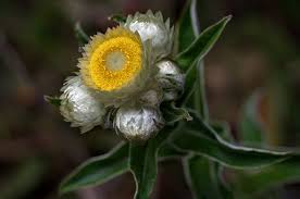 Image result for Helichrysum foetidum