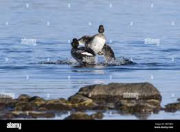 Attēlu rezultāti vaicājumam “Bucephala clangula juvenile”