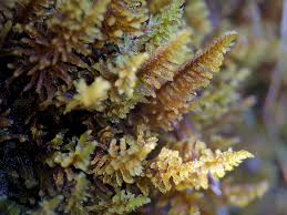 Attēlu rezultāti vaicājumam “Philonotis calcarea”