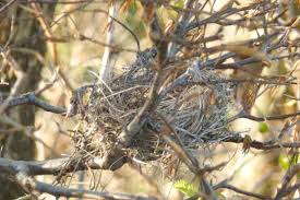 Attēlu rezultāti vaicājumam “Sylvia borin nest”