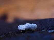 Attēlu rezultāti vaicājumam “Didymiaceae”