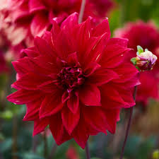 Image result for Dahlia `Red Skin`