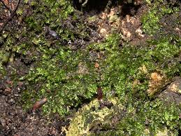 Attēlu rezultāti vaicājumam “Taxiphyllum wissgrillii”