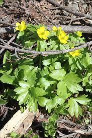 Attēlu rezultāti vaicājumam “Batrachium circinatum leaf”
