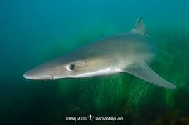 Image result for Galeorhinus galeus