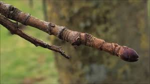 Attēlu rezultāti vaicājumam “Acer platanoides bud”