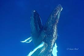 Image result for Balaenoptera omurai