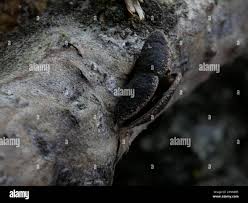 Attēlu rezultāti vaicājumam “Ionomidotis irregularis”