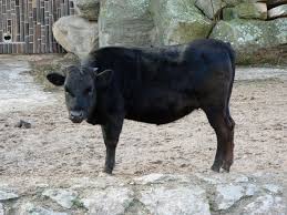 Attēlu rezultāti vaicājumam “Bos primigenius taurus”