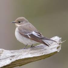 Image result for Ficedula albicollis