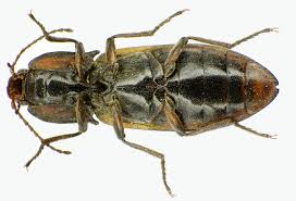 Attēlu rezultāti vaicājumam “Selatosomus cruciatus”