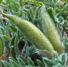 Attēlu rezultāti vaicājumam “Astragalus arenarius fruit”