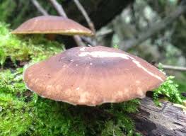 Attēlu rezultāti vaicājumam “Polyporus ciliatus”