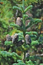 Attēlu rezultāti vaicājumam “Abies mariesii”