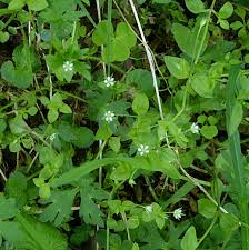 Attēlu rezultāti vaicājumam “Moehringia trinervia bud”