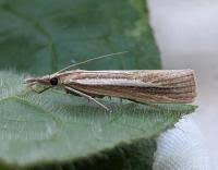 Attēlu rezultāti vaicājumam “Agriphila selasella”